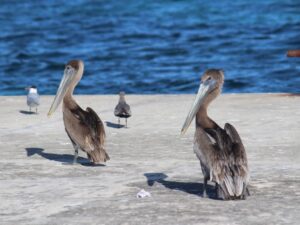 Oceanside Birdwatching