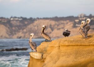 Oceanside Birdwatching