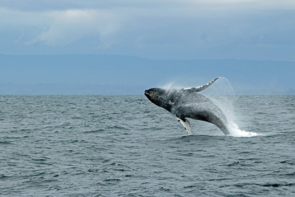 Whale watching in Oceanside