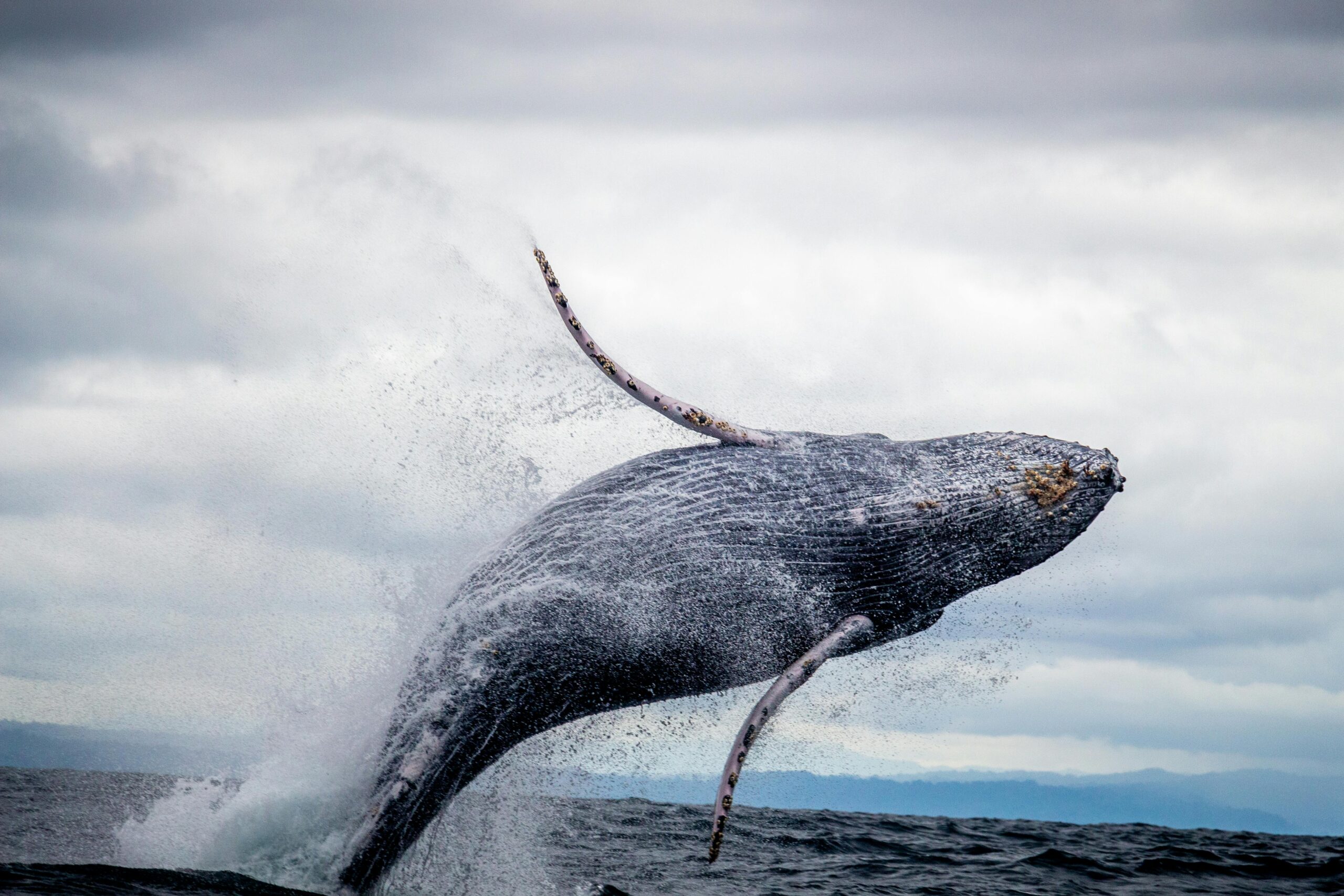 Memorial Day Getaway to Oceanside - Whale Watching